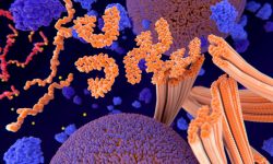 La acumulación de agregados de proteína tau que caracteriza a la enfermedad de alzheimer puede utilizarse como uno de los biomarcadores de la enfermedad.