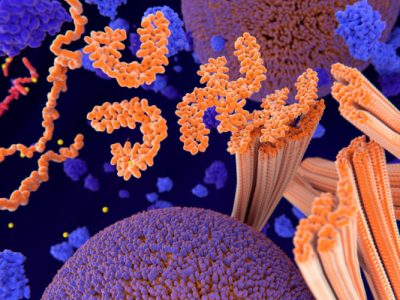La acumulación de agregados de proteína tau que caracteriza a la enfermedad de alzheimer puede utilizarse como uno de los biomarcadores de la enfermedad.