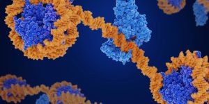 La alteración de las histonas afecta a la estabilidad genómica y está relacionada con el desarrollo de cáncer como la leucemia mieloide.