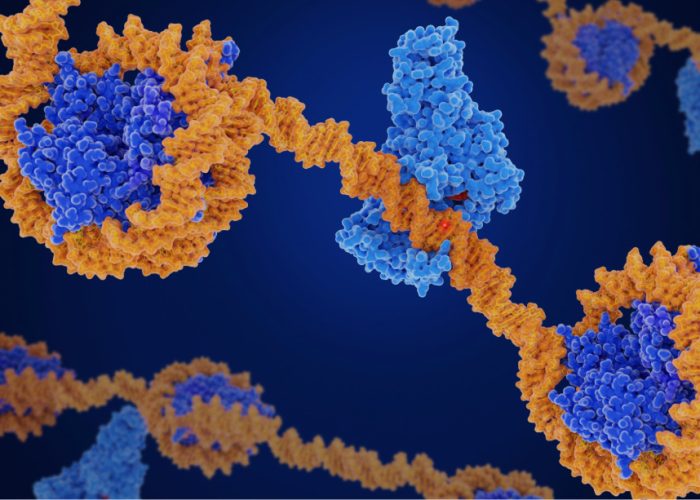 La alteración de las histonas afecta a la estabilidad genómica y está relacionada con el desarrollo de cáncer como la leucemia mieloide.