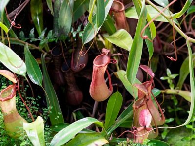 Una molécula del jugo digestivo de las “jarras-trampa” (imagen) de la planta carnívora Nepenthes ha servido para diseñar la “celiacasa”, molécula sintética capaz de atenuar los síntomas de la celiaquía en modelos de ratón.