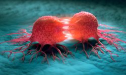 La duración de la división celular es un marcador clave para la susceptibilidad al cáncer