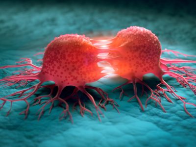 La duración de la división celular es un marcador clave para la susceptibilidad al cáncer