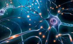 La encefalopatía SYNGAP1 está causada por diferentes mutaciones en gen SYNGAP y otros genes influyen en su expresión