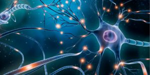 La encefalopatía SYNGAP1 está causada por diferentes mutaciones en gen SYNGAP y otros genes influyen en su expresión