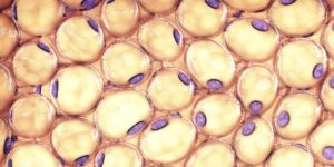La falta de función de un gen promueve un mejor metabolismo y abre nuevas vías terapéuticas.