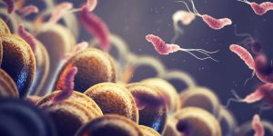 La genómica permite predecir la resistencia a antibióticos de Helicobacter pylori,una bacteria estomacal que puede causar gastritis y aumenta el riesgo de cáncer