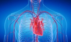 La hipertrabeculación ventricular izquierda no es una enfermedad