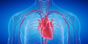 La hipertrabeculación ventricular izquierda no es una enfermedad
