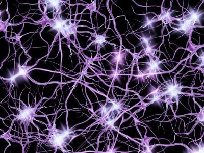 La identidad neuronal se adquiere durante el desarrollo.