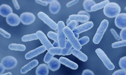 Los investigadores han estudiado cómo conectan la microbiota intestinal y la actividad cerebral en personas sanas. Imagen: Adobe Express.