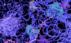 La forma en que el ADN se pliega y se organiza en el espacio es un nivel adicional de regulación de la expresión génica. Recientemente, investigadores del proyecto Nucleoma 4D han publicado los mapas más detallados de esta organización del genoma humano, que mejorarán la interpretación de variantes y pueden ayudar al desarrollo terapéutico. El objetivo del proyecto Nucleoma 4D Humano es caracterizar esta organización y función en diferentes tipos celulares y a lo largo del tiempo.