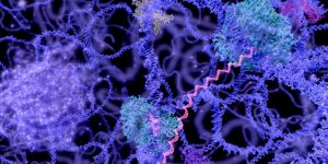 La forma en que el ADN se pliega y se organiza en el espacio es un nivel adicional de regulación de la expresión génica. Recientemente, investigadores del proyecto Nucleoma 4D han publicado los mapas más detallados de esta organización del genoma humano, que mejorarán la interpretación de variantes y pueden ayudar al desarrollo terapéutico. El objetivo del proyecto Nucleoma 4D Humano es caracterizar esta organización y función en diferentes tipos celulares y a lo largo del tiempo.