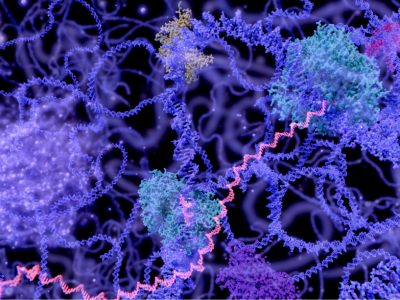 La forma en que el ADN se pliega y se organiza en el espacio es un nivel adicional de regulación de la expresión génica. Recientemente, investigadores del proyecto Nucleoma 4D han publicado los mapas más detallados de esta organización del genoma humano, que mejorarán la interpretación de variantes y pueden ayudar al desarrollo terapéutico. El objetivo del proyecto Nucleoma 4D Humano es caracterizar esta organización y función en diferentes tipos celulares y a lo largo del tiempo.