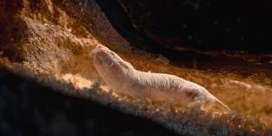 La rata topo desnuda se caracteriza por su longevidad frente a otros roedores