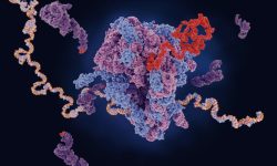 La regulación a nivel de síntesis de proteínas es un mecanismo importante en el hígado graso.