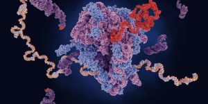 La regulación a nivel de síntesis de proteínas es un mecanismo importante en el hígado graso.