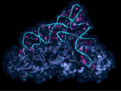 La tecnología PERT se basa en la optimización de un ARNt supresor. Imagen: Adobe Express.