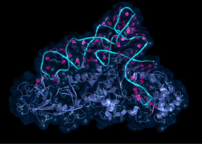 La tecnología PERT se basa en la optimización de un ARNt supresor. Imagen: Adobe Express.