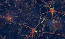 La terapia celular combinada con cirugía prenatal revierte anomalías cerebrales relacionadas con espina bífida