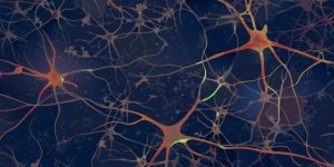 La terapia celular combinada con cirugía prenatal revierte anomalías cerebrales relacionadas con espina bífida