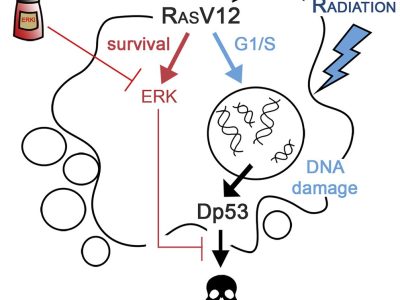 Las células RAS a pesar de tener altos niveles de daño en el ADN sobreviven debido a los efectos anti-apoptóticos de ERK. Mediante la inhibición de la activación de ERK y la generación de daño en el ADN con radiación, somos capaces de inducir la muerte selectiva de las células RAS. Imagen: Lada Murcia.