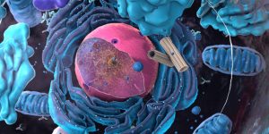 Las mitocondrias son orgánulos esenciales para el funcionamiento de las células