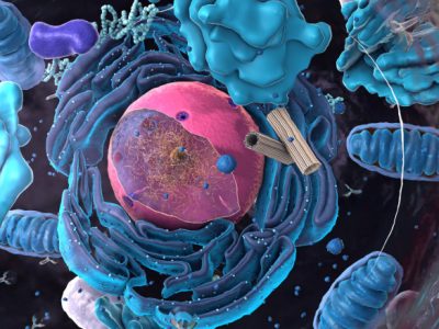 Las mitocondrias son orgánulos esenciales para el funcionamiento de las células