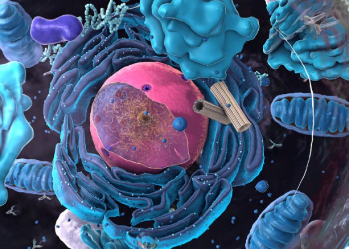 Las mitocondrias son orgánulos esenciales para el funcionamiento de las células