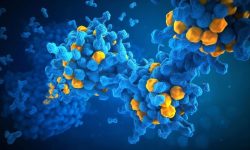 Las proteínas desordenadas intervienen en diferentes enfermedades.