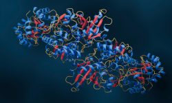El descubrimiento de que la estabilidad de las proteínas sigue reglas más simples de lo que se creía permitirá avances en el desarrollo de fármacos.