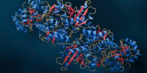 El descubrimiento de que la estabilidad de las proteínas sigue reglas más simples de lo que se creía permitirá avances en el desarrollo de fármacos.