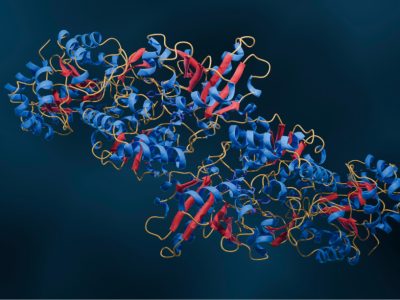 El descubrimiento de que la estabilidad de las proteínas sigue reglas más simples de lo que se creía permitirá avances en el desarrollo de fármacos.