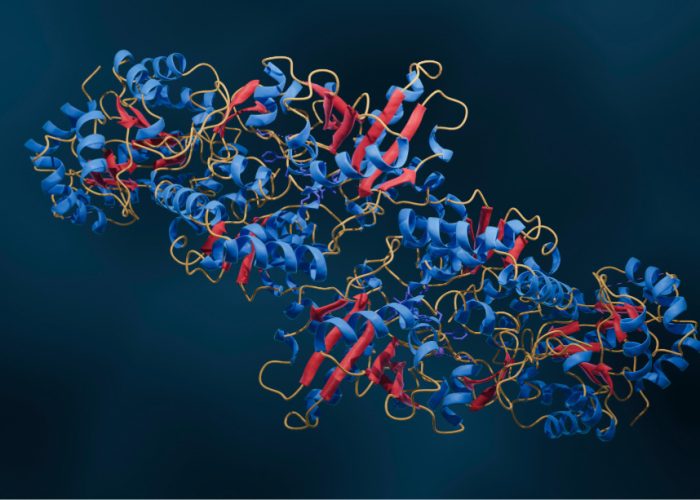 El descubrimiento de que la estabilidad de las proteínas sigue reglas más simples de lo que se creía permitirá avances en el desarrollo de fármacos.