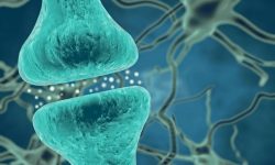 Las sinapsis del hipocampo regulan sus componentes para especializar la función