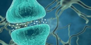 Las sinapsis del hipocampo regulan sus componentes para especializar la función