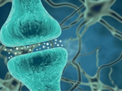 Las sinapsis del hipocampo regulan sus componentes para especializar la función