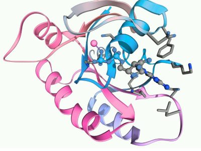 Los avances en la predicción de la estructura de las proteínas, por los que Demis Hassabis y John M Jumper han recibido el Premio Nobel de Quimica de 2024 abre las puertas a múltiples aplicaciones.