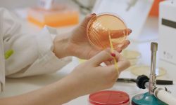 Un estudio muestra que la bacteria P. faecium modifica la respuesta inmune innata del organismo, lo que abre nuevas vías terapéuticas para enfermedades como la diabetes. Imagen: IATA-CSIC.