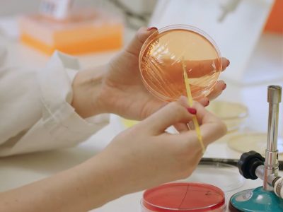 Un estudio muestra que la bacteria P. faecium modifica la respuesta inmune innata del organismo, lo que abre nuevas vías terapéuticas para enfermedades como la diabetes. Imagen: IATA-CSIC.