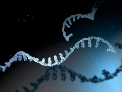 Los microARNs son moléculas de ARN cortas no codificante que regulan la expresión de los genes