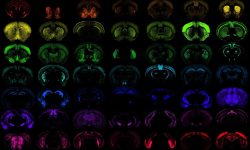 Los nuevos sistemas para introducir genes en las células favoreceran el desarrollo de terapias génicas