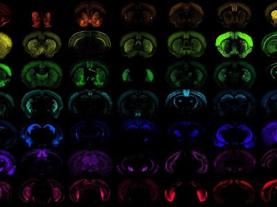 Los nuevos sistemas para introducir genes en las células favoreceran el desarrollo de terapias génicas