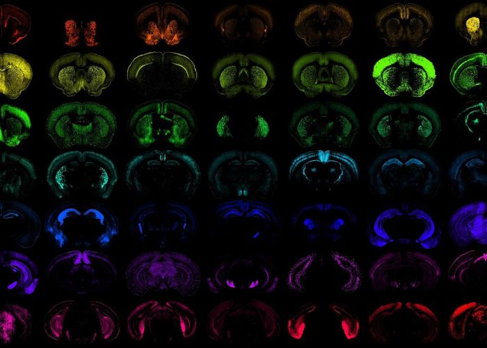 Los nuevos sistemas para introducir genes en las células favoreceran el desarrollo de terapias génicas