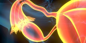 Los órganos reproductivos femeninos tienen envejecimiento diferente durante la menopausia.
