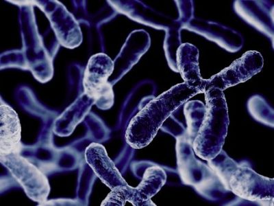 Los telómeros son estructuras localizadas en los extremos de los cromosomas