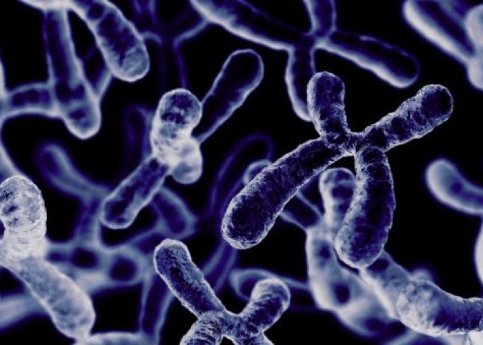 Los telómeros son estructuras localizadas en los extremos de los cromosomas