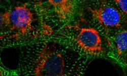 Cardiomiocitos en los que se han utilizado marcadores para teñir las mitocondrias en rojo, los sarcómeros o unidades funcionales de las fibras musculares en verde y los núcleos celulares en azul. Imagen: Laboratorio Klaasen, Max Delbrück Center.