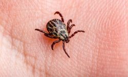 Dos estudios aportan nuevas claves sobre los factores genéticos que intervienen en la predisposicion a desarrollar enfermedad de Lyme tras una infección con Borrelia. En la imagen, una garrapata, principal vector de la enfermedad infecciosa. Imagen: Getty Images, vía Canva.