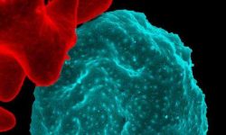 Glóbulo rojo infectado por malaria. Imagen: National Institutes of Health (NIH).